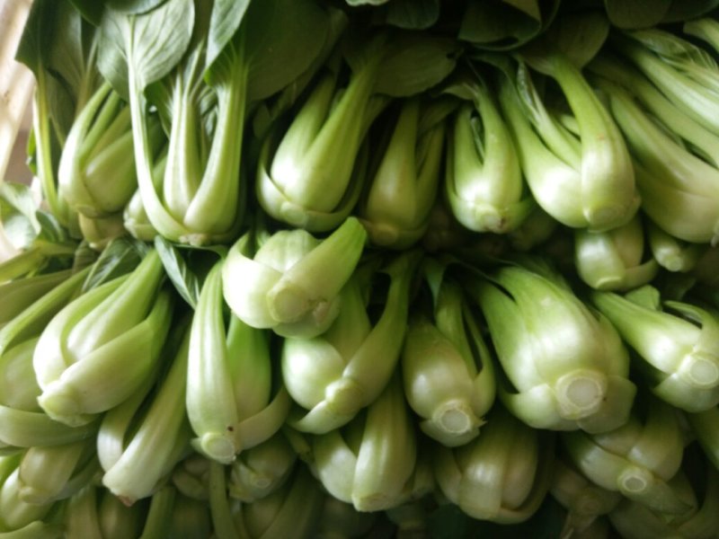 曹县油菜