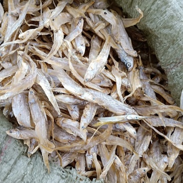 大量批发毛刀干鱼