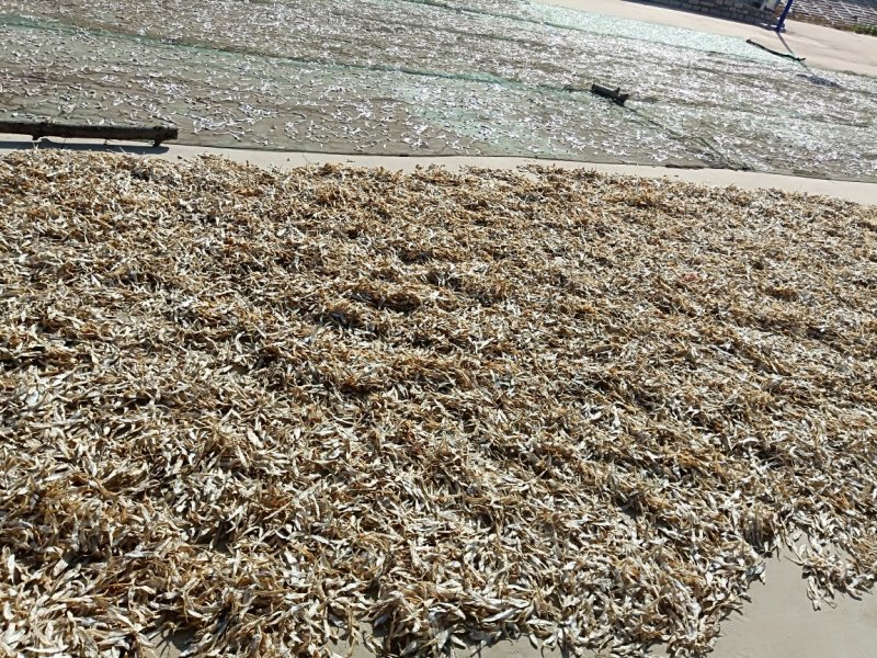 大量批发毛刀干鱼