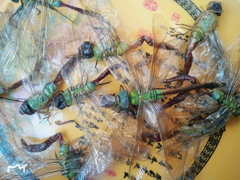绿头大蜻蜓，野生大蜻蜓，大头青，绿蜻蜓，药用蜻蜓