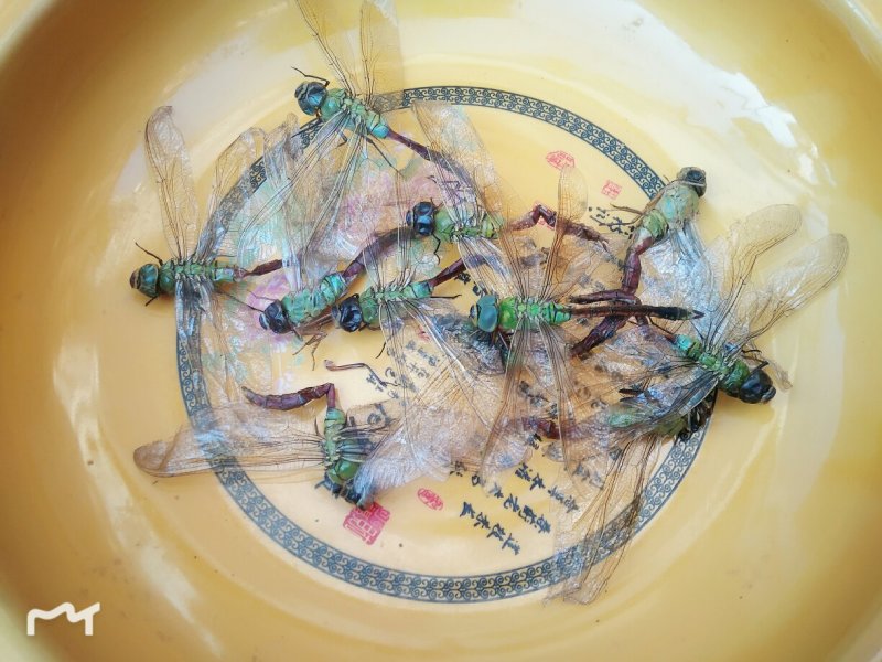 绿头大蜻蜓，野生大蜻蜓，大头青，绿蜻蜓，药用蜻蜓
