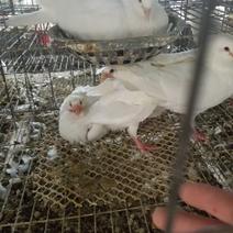 出售600对两年半正在下蛋的白羽鸽。