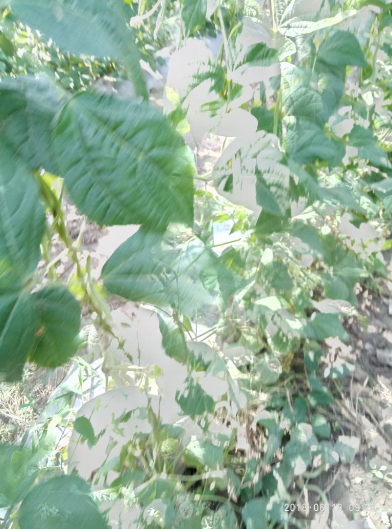 架豆王豆
