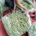 架豆王豆