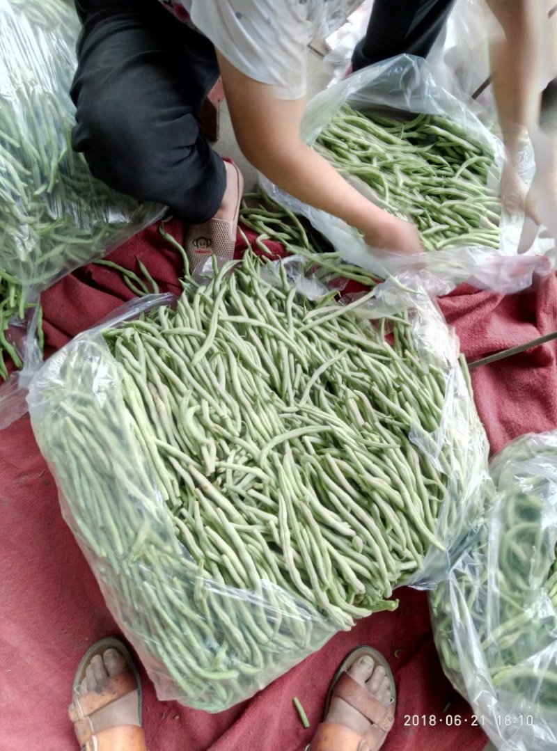 架豆王豆