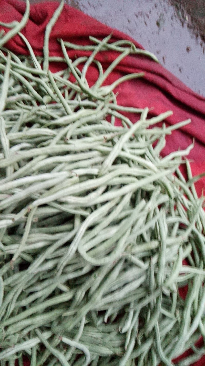 架豆王豆