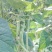 架豆王豆