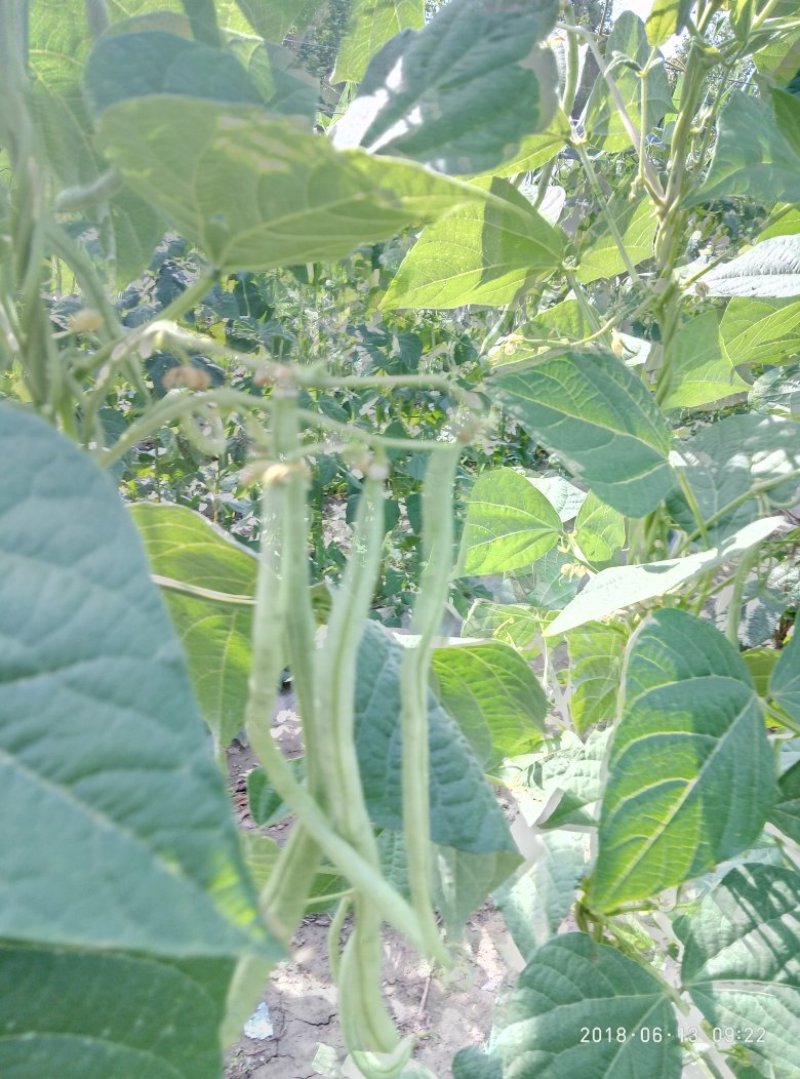 架豆王豆