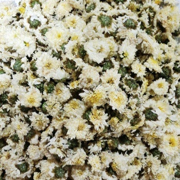 黄山贡菊，七月菊，北京菊，金丝皇菊，新货上市，量大批发