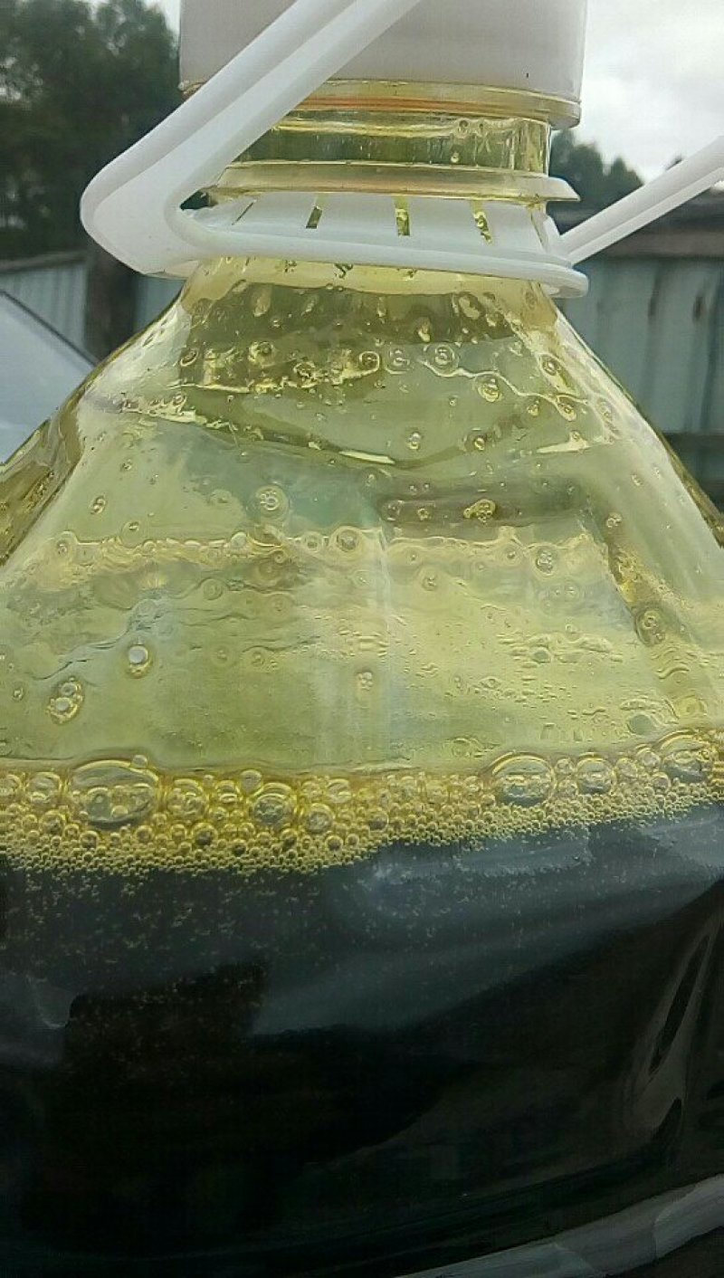 油菜籽