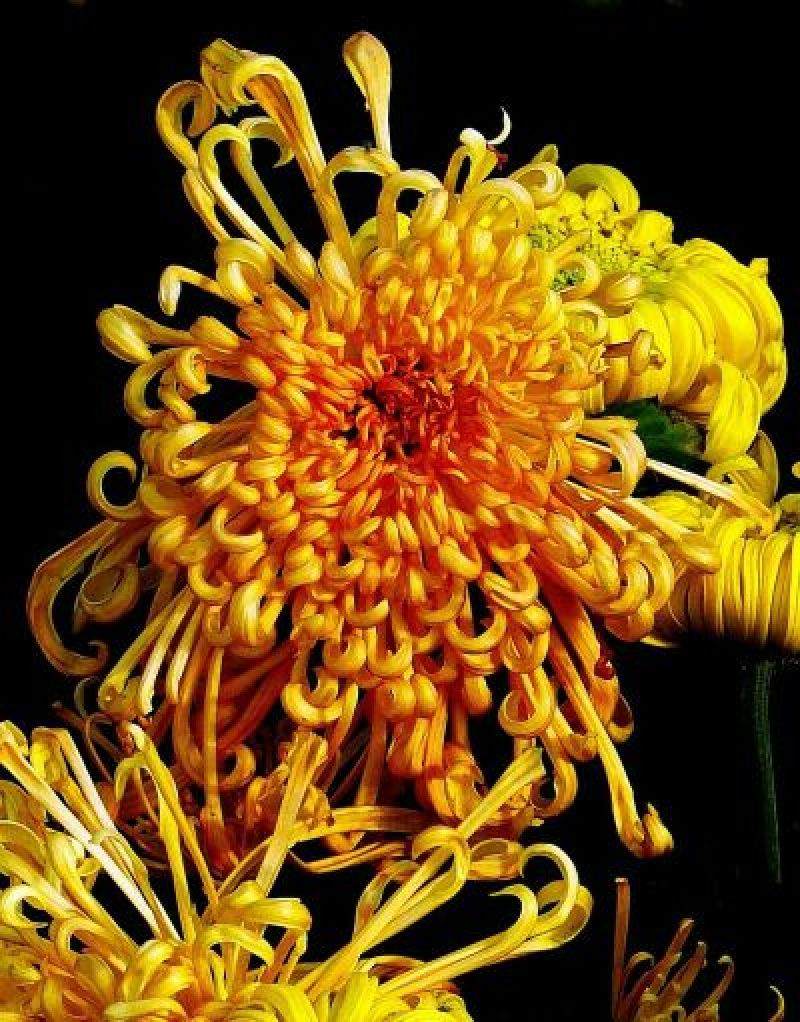 品种菊花