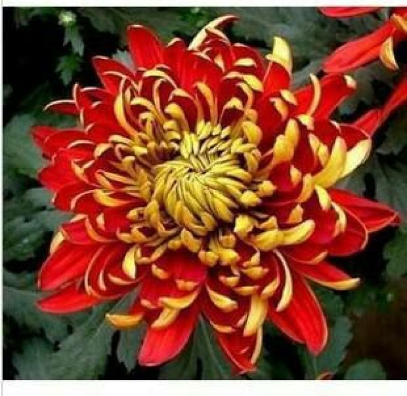 品种菊花