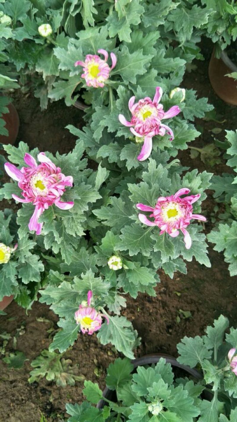 品种菊花