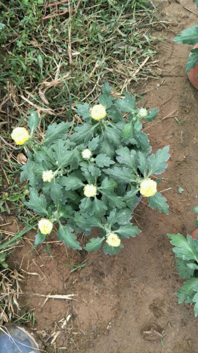 品种菊花