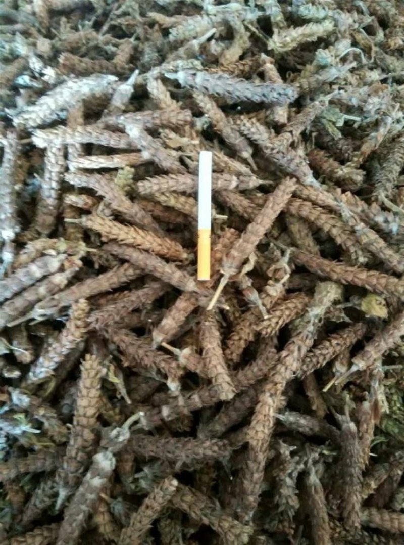 夏枯球下枯球供应各种上千种药材