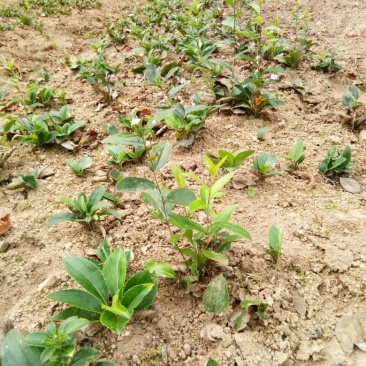 改良野生苍术苗，