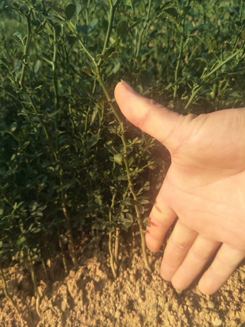 枳壳苗枳壳实生苗嫁接砧木枳壳苗药材用枳壳苗