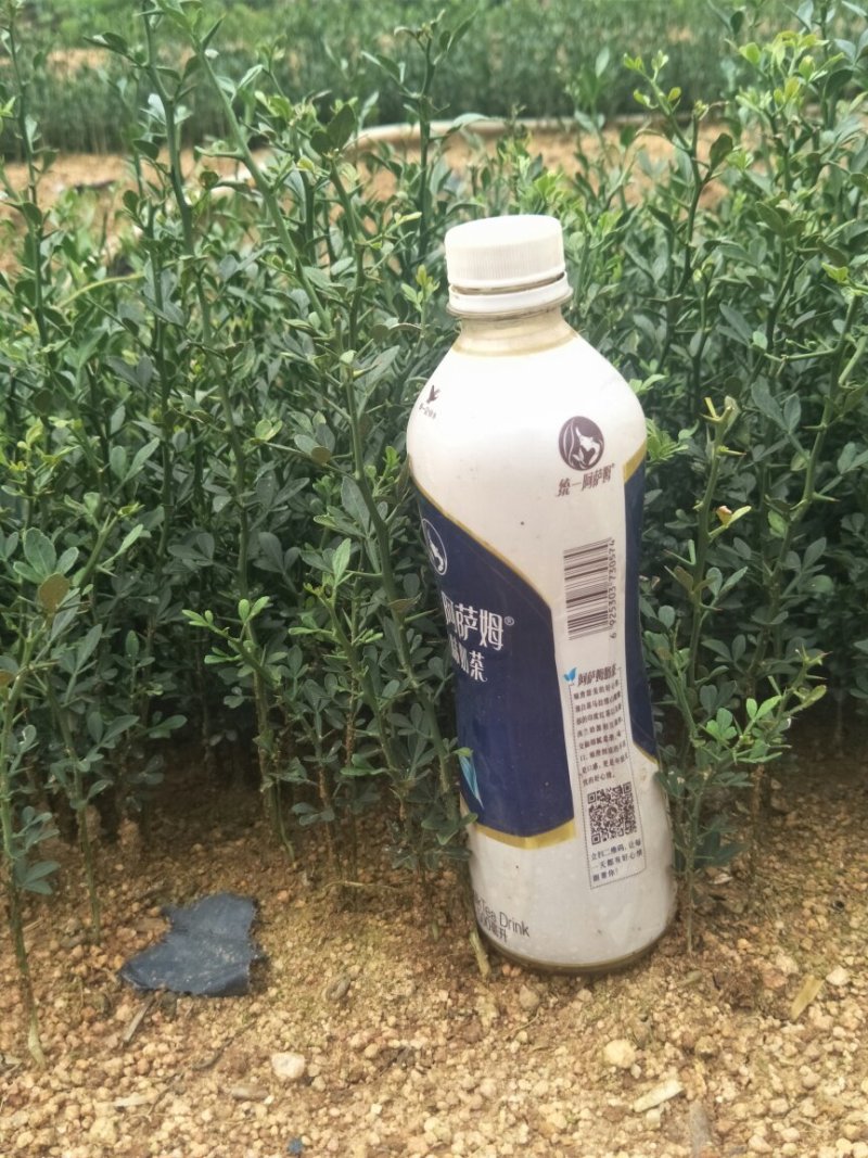 枳壳苗枳壳实生苗嫁接砧木枳壳苗药材用枳壳苗