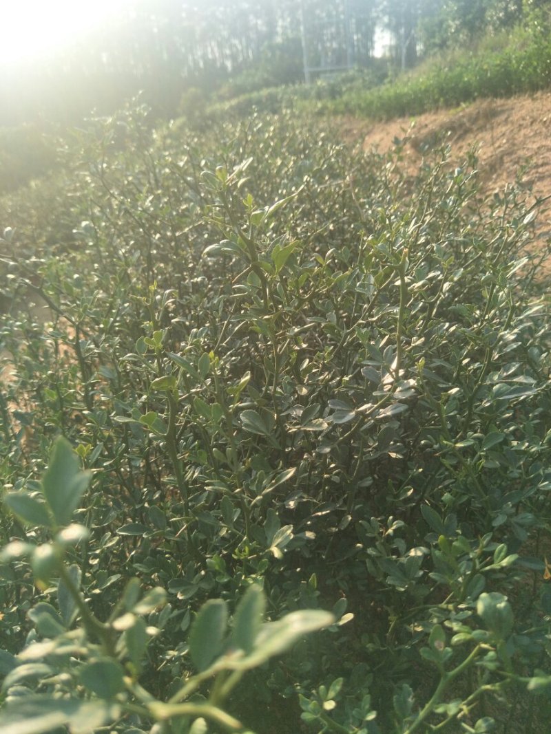 枳壳苗枳壳实生苗嫁接砧木枳壳苗药材用枳壳苗