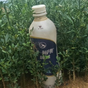 枳壳苗枳壳实生苗嫁接砧木枳壳苗药材用枳壳苗