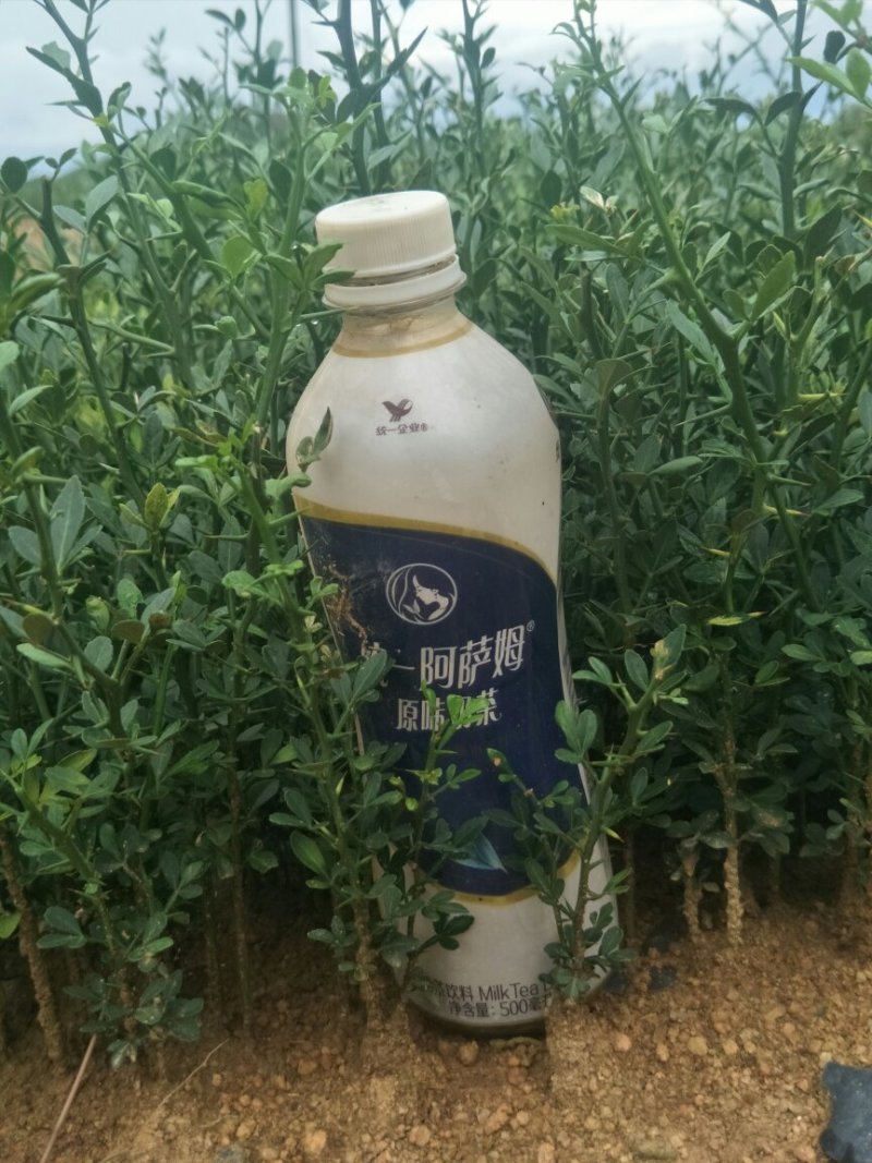 枳壳苗枳壳实生苗嫁接砧木枳壳苗药材用枳壳苗