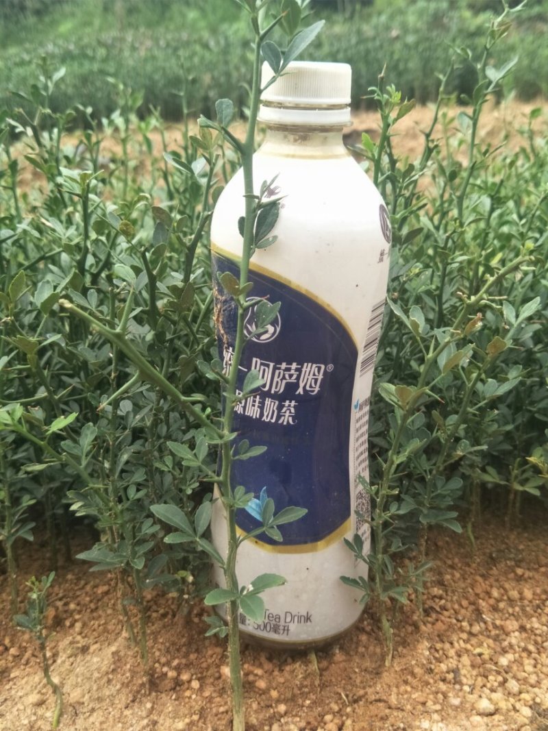 枳壳苗枳壳实生苗嫁接砧木枳壳苗药材用枳壳苗