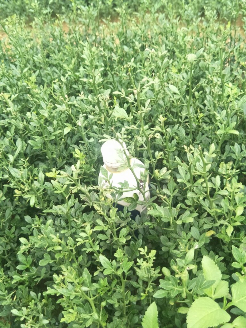 枳壳苗枳壳实生苗嫁接砧木枳壳苗药材用枳壳苗