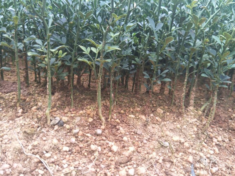 枳壳苗枳壳实生苗嫁接砧木枳壳苗药材用枳壳苗