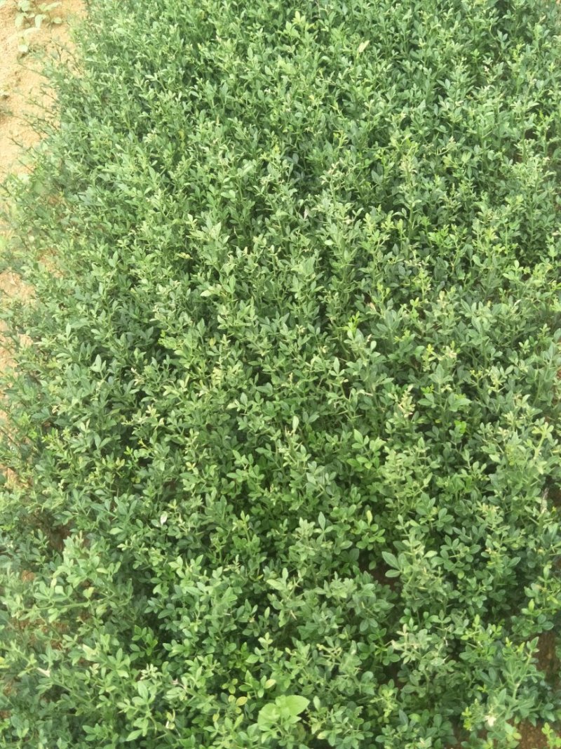枳壳苗枳壳实生苗嫁接砧木枳壳苗药材用枳壳苗