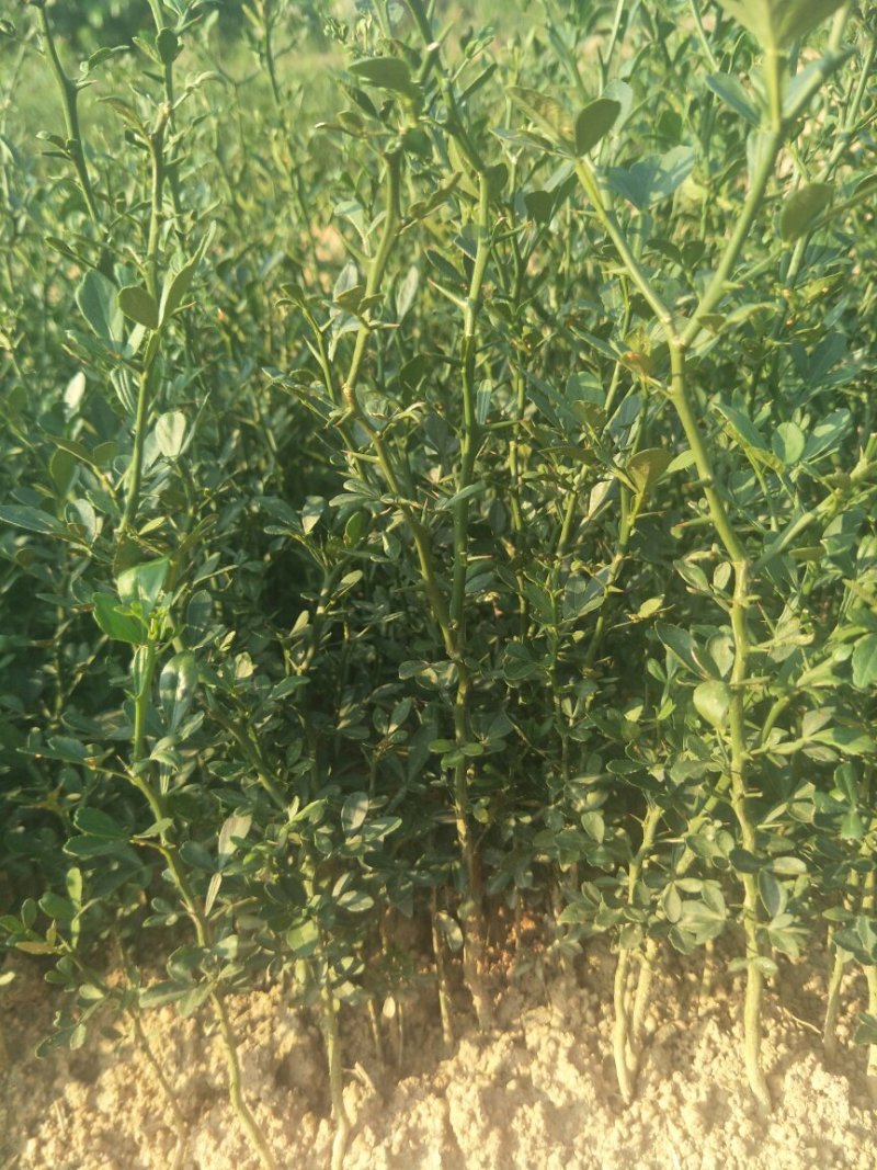枳壳苗枳壳实生苗嫁接砧木枳壳苗药材用枳壳苗