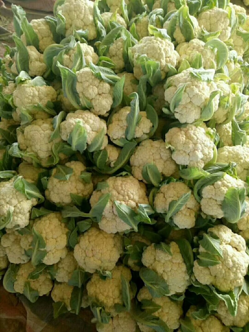 山东聊城，有机散花，菜花，大量共应。代收，代发全国各地