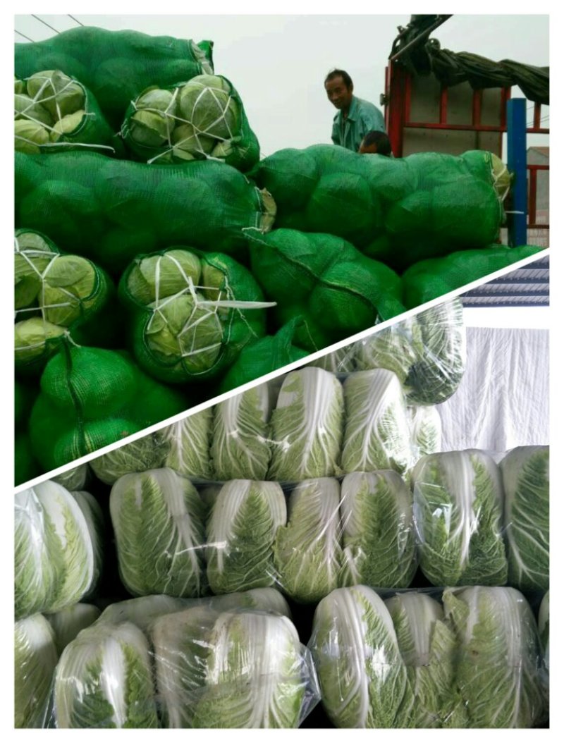 精品白菜货源足质量好服务全国客商