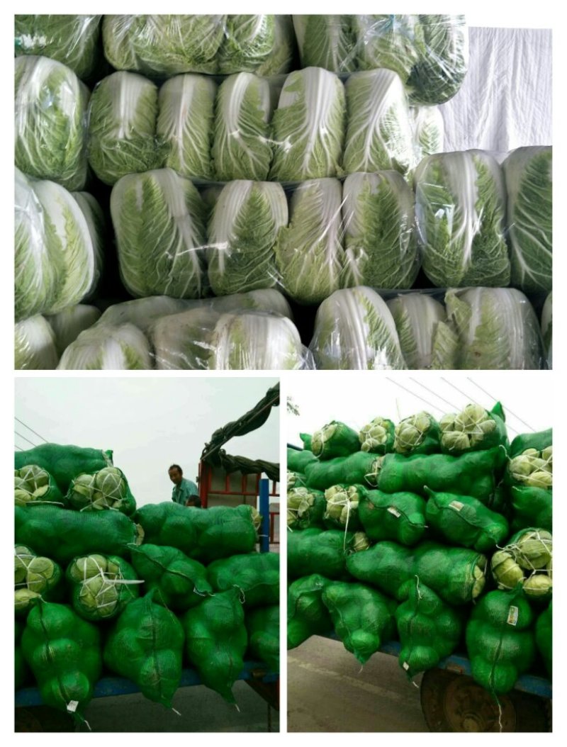 精品白菜货源足质量好服务全国客商