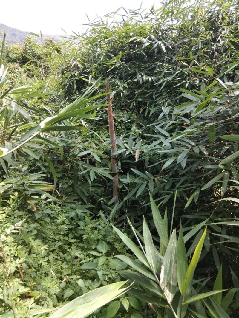 野生竹笋干