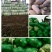 大白菜货源足质量好