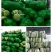 大白菜货源足质量好
