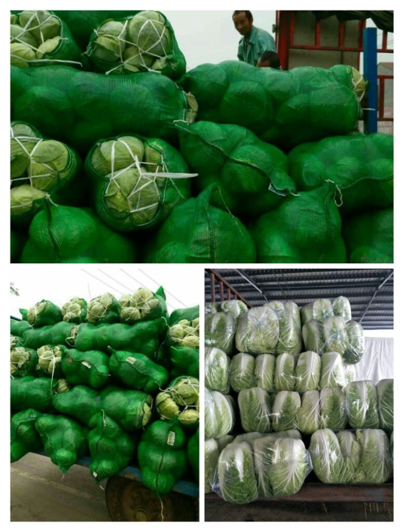 大白菜货源足质量好