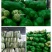大白菜货源足质量好