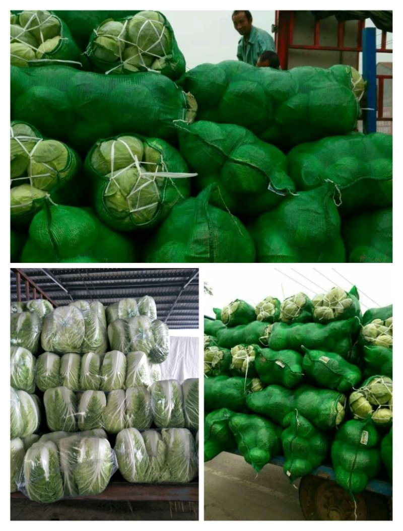 大白菜货源足质量好