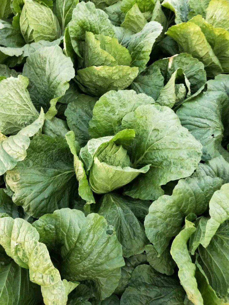 大白菜货源足质量好