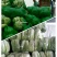 大白菜货源足质量好