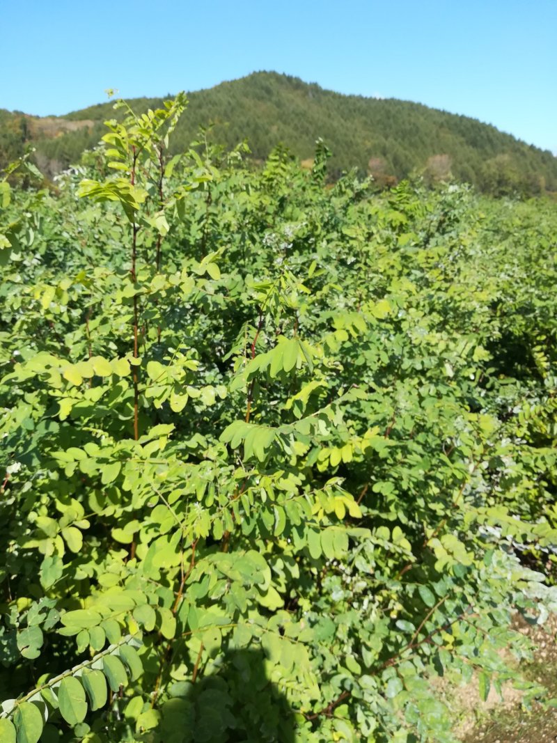 产地大量批发一年生刺槐小苗