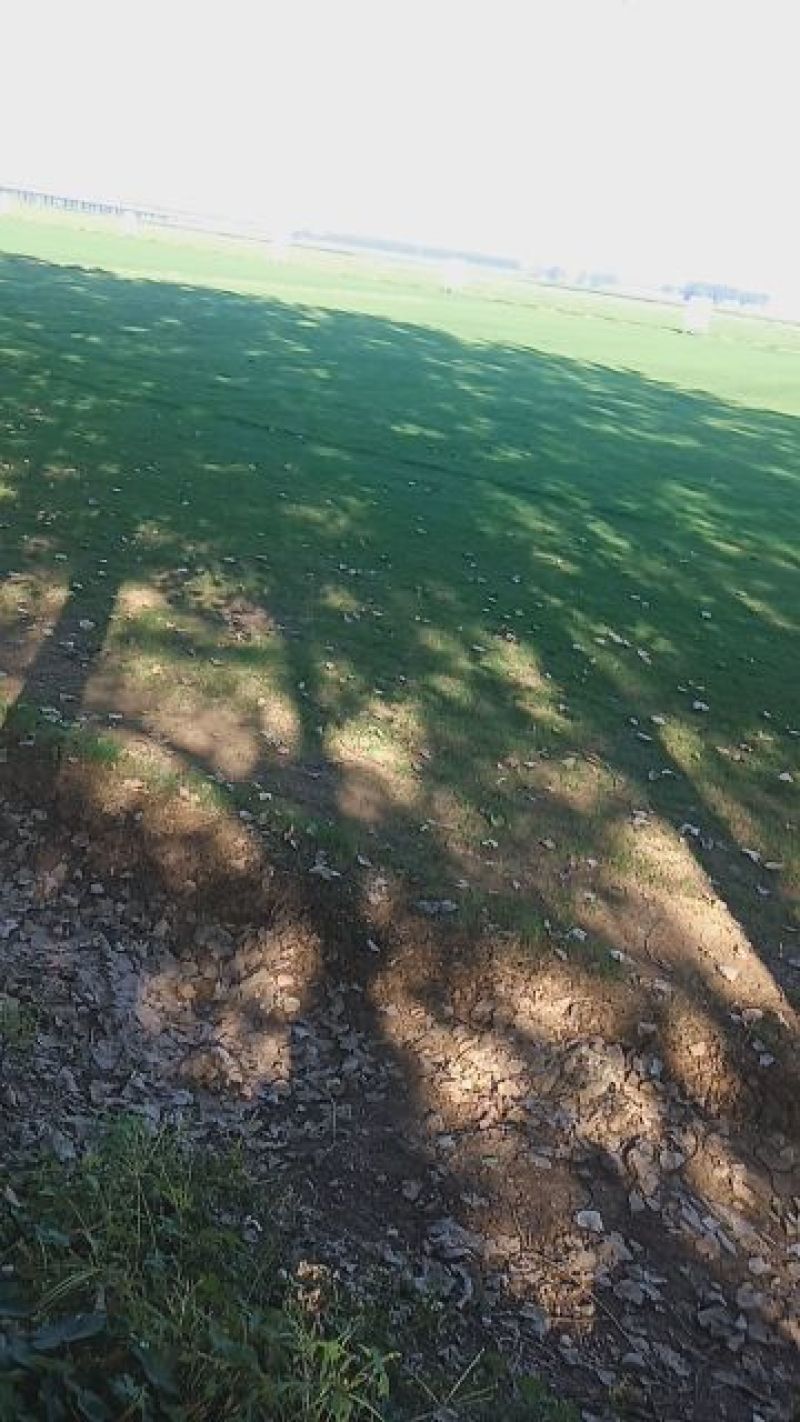 专供各种绿化各种草皮各种苗木