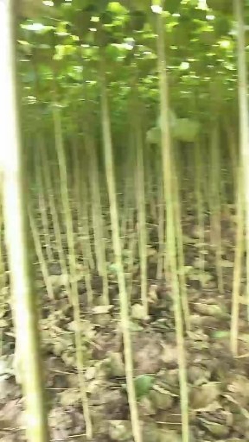 梓树苗