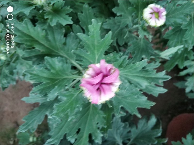 菊花