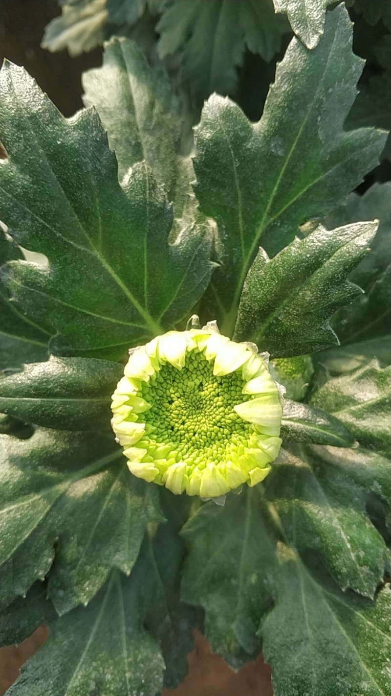 菊花