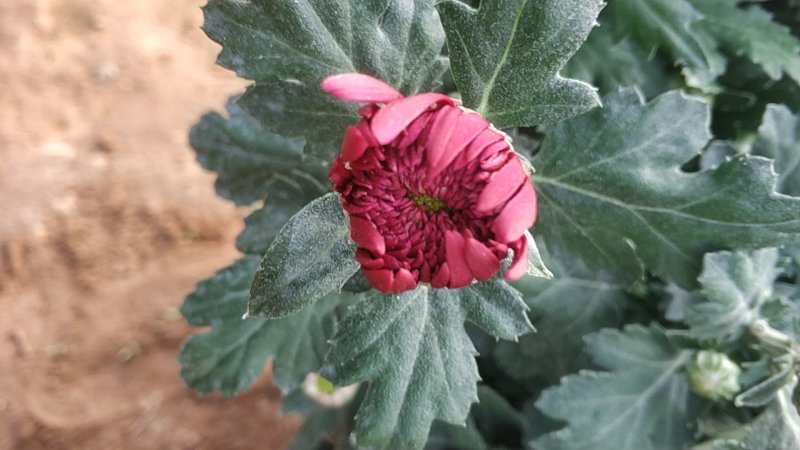 菊花