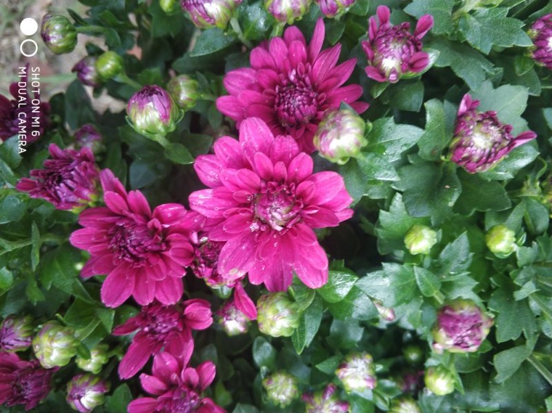 菊花