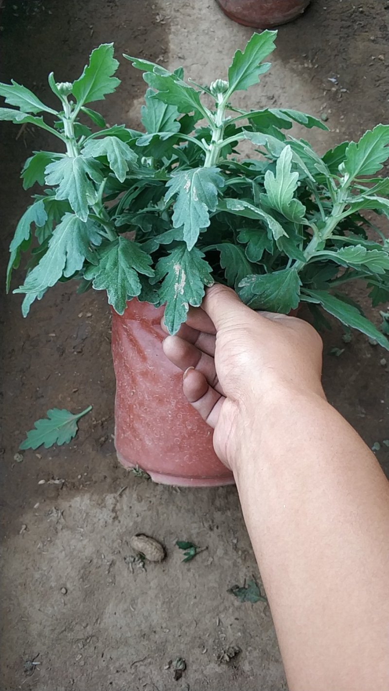 菊花