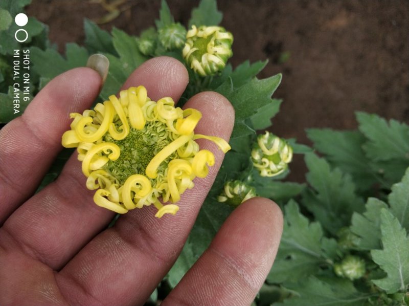 菊花